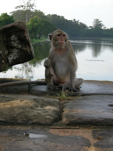 Temple monkey with frog