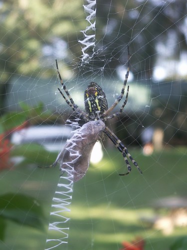 Black and Yellow Argiope With Prey