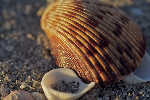 Captiva-ting shells
