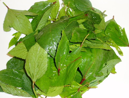 gongura leaves
