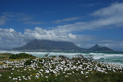 Table Mountain flowers (9) by Mark CT