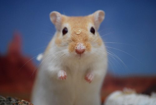 フリー写真素材 動物 哺乳類 ネズミ上科 スナネズミ 画像素材なら 無料 フリー写真素材のフリーフォト