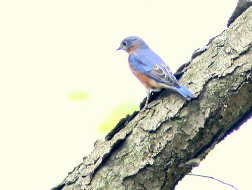 Eastern Bluebird 3-20101024