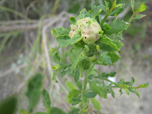 Gall on coyote bush