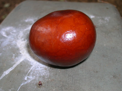 shiny chestnut