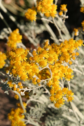 Dusty Miller Blossoms