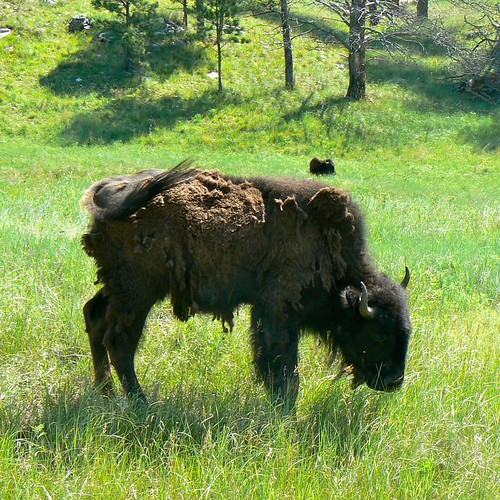 Shaggy as a buffalo
