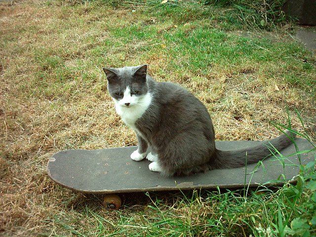 Skateboarding Kitty 2