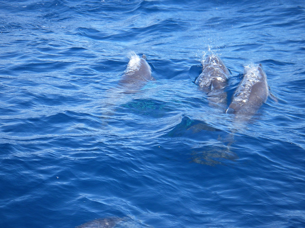 фото: Dolphins
