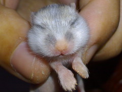 2007-09-12_baby_hamsters-02