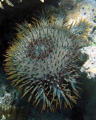 圖二：最近幾十年來，數量驟多的棘冠海星嚴重威脅大堡礁珊瑚