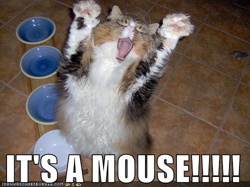 Cat Scared by Mouse