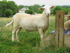 Structurally-correct ewe lamb
