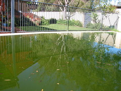 a neglected swimming pool ... okay it was mine last year... before we got a pool boy