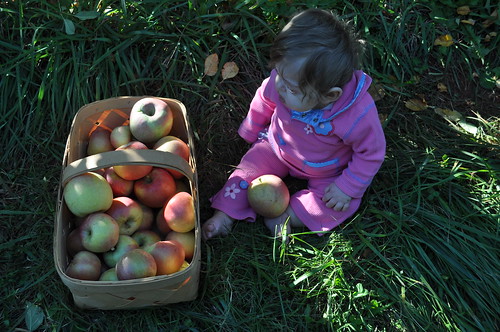 Rosemary at orchard