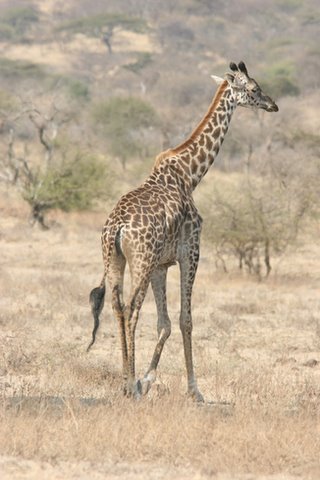 Giraffe amongst the acacias