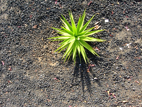 Vegetation on Tenerife, Canary Islands