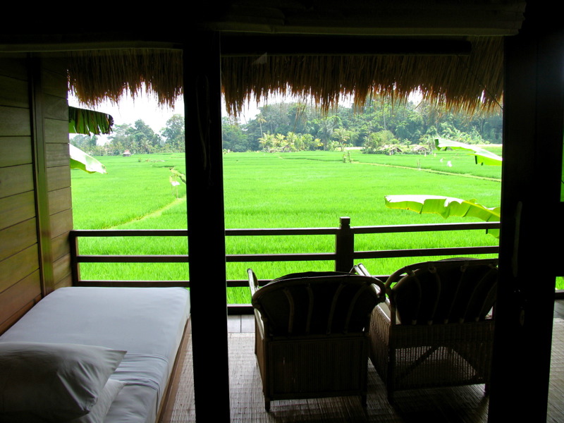 View of the rice paddies from our room at Tegal Sari