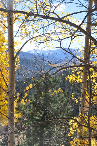 Wheeler Peak through the trees
