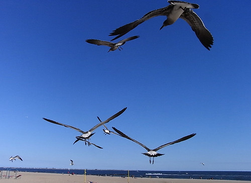 crowd of  seagulls