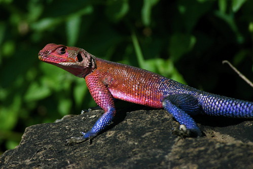 lagartija Agama rojo azul
