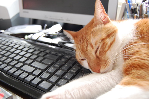 貓在鍵盤上睡著了