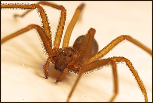Recluse Spider Australia. an Arizona Recluse Spider