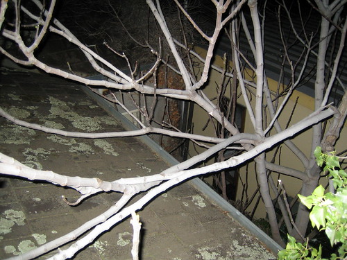 Roof branches