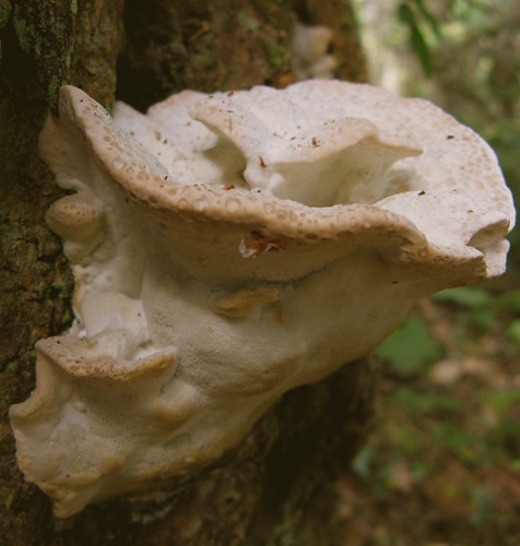Impressive fungus