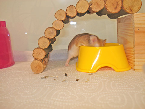 funny hamsters. Manolo Hamster has skinny feet