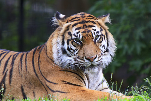 Toronto Zoo - Sumatran Tiger