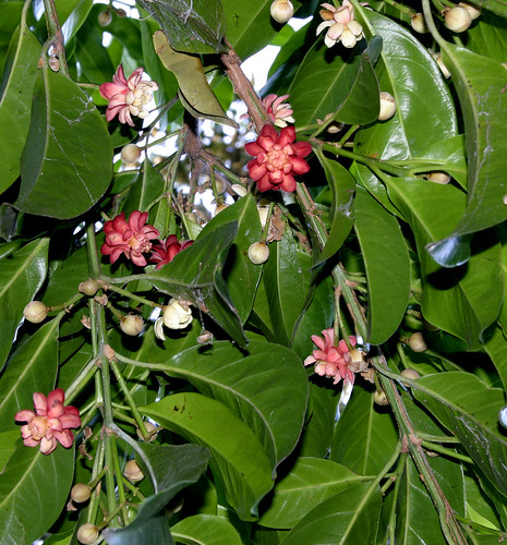 Idiospermum australiense 040506-6504