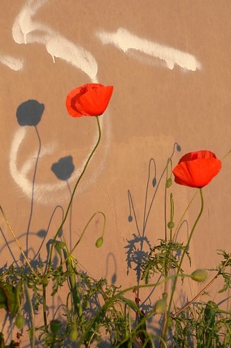 photo of poppies by a wall, their shadows collaborating with the graffiti there.