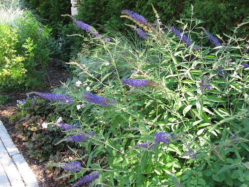 Butterfly bush...
