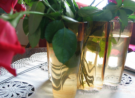 枝葉在花瓶的不同角度折射small copy
