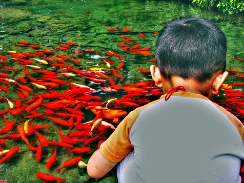 Red fishes and child..