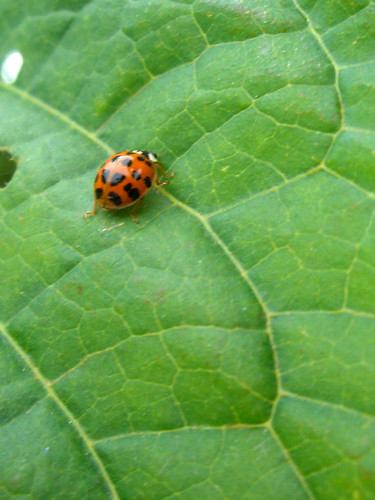 Exploring ladybug