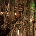 Las ramas de un arbol. Inauguración de la exposición el Bosque Encapsulado de Ana Donat. Obra Social Caja Mediterrańeo