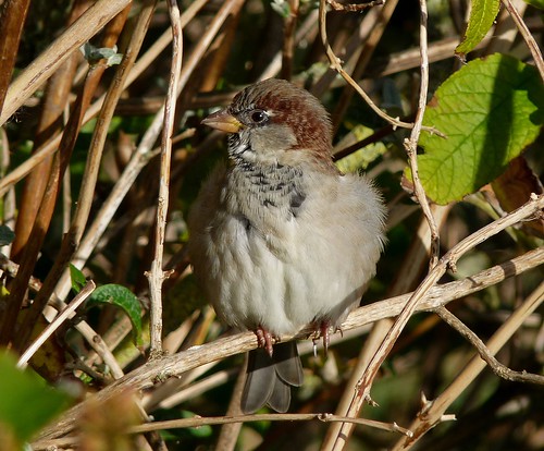 23632 - House Sparrow, Dorest