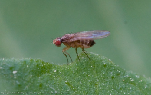 Garden Project:  fruit fly