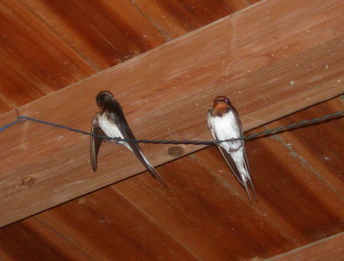 Swallows in the house