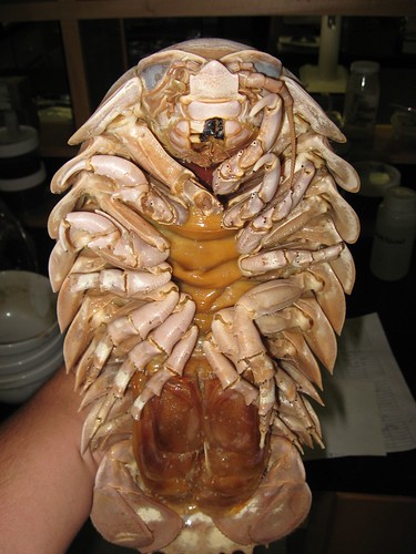 Terrifying Sea Creatures Photos | Bathynomus Giganteus - Giant ...