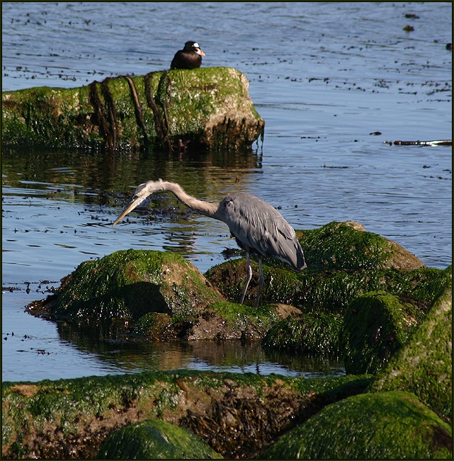 Scrapy Heron and a Friend