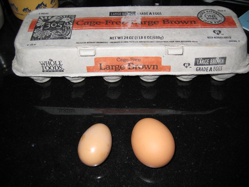 first egg comparison