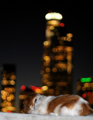 small dog, big city