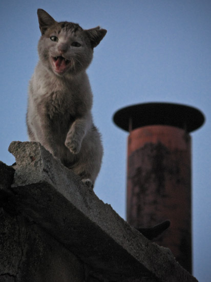 Resultado de imagem para imagens gato miando no telhado
