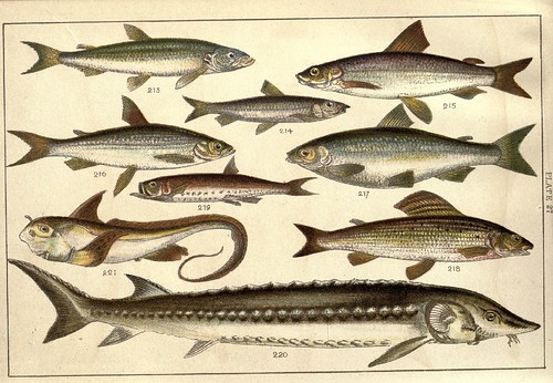 Our country's fishes and how to know them - a guide to all the fishes of Great Britain WJ Gordon 1902 i