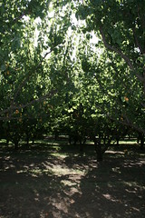 apricotの木