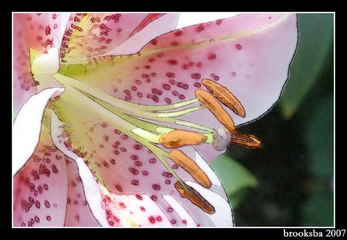 Watercolor Lily cropped framed