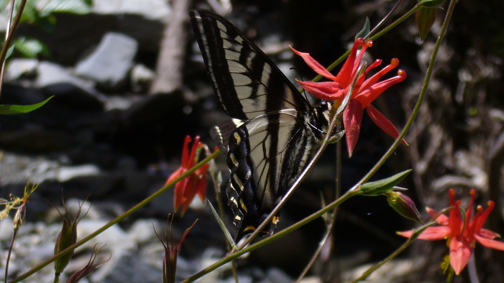 Tiger Swallowtail on Columbine